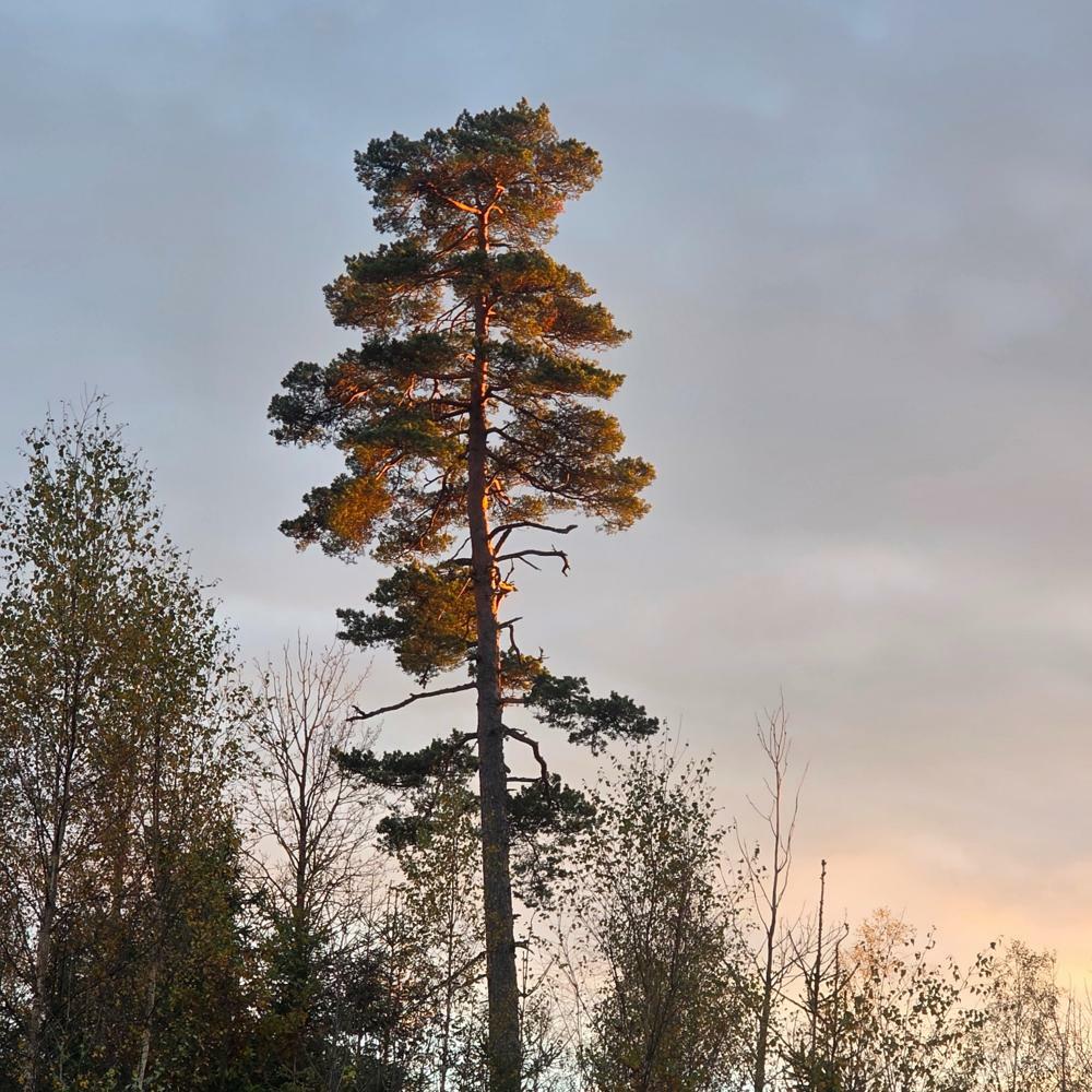  Boaryd, Ställplats: Lyckarp 